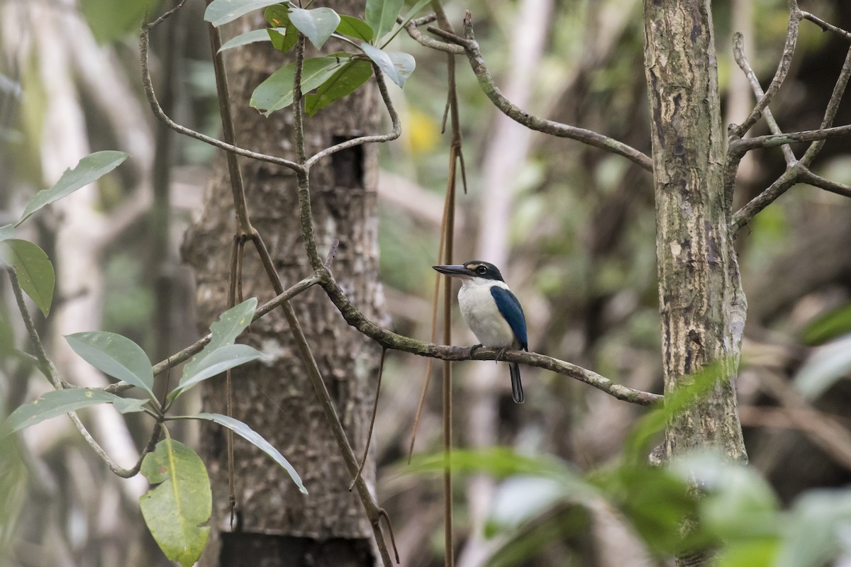 Collared Kingfisher - ML629122129