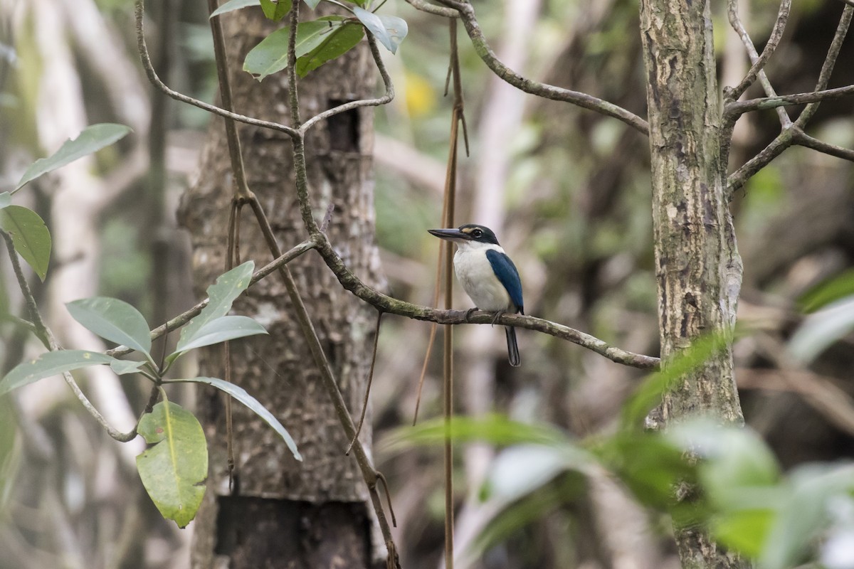 Collared Kingfisher - ML629122130