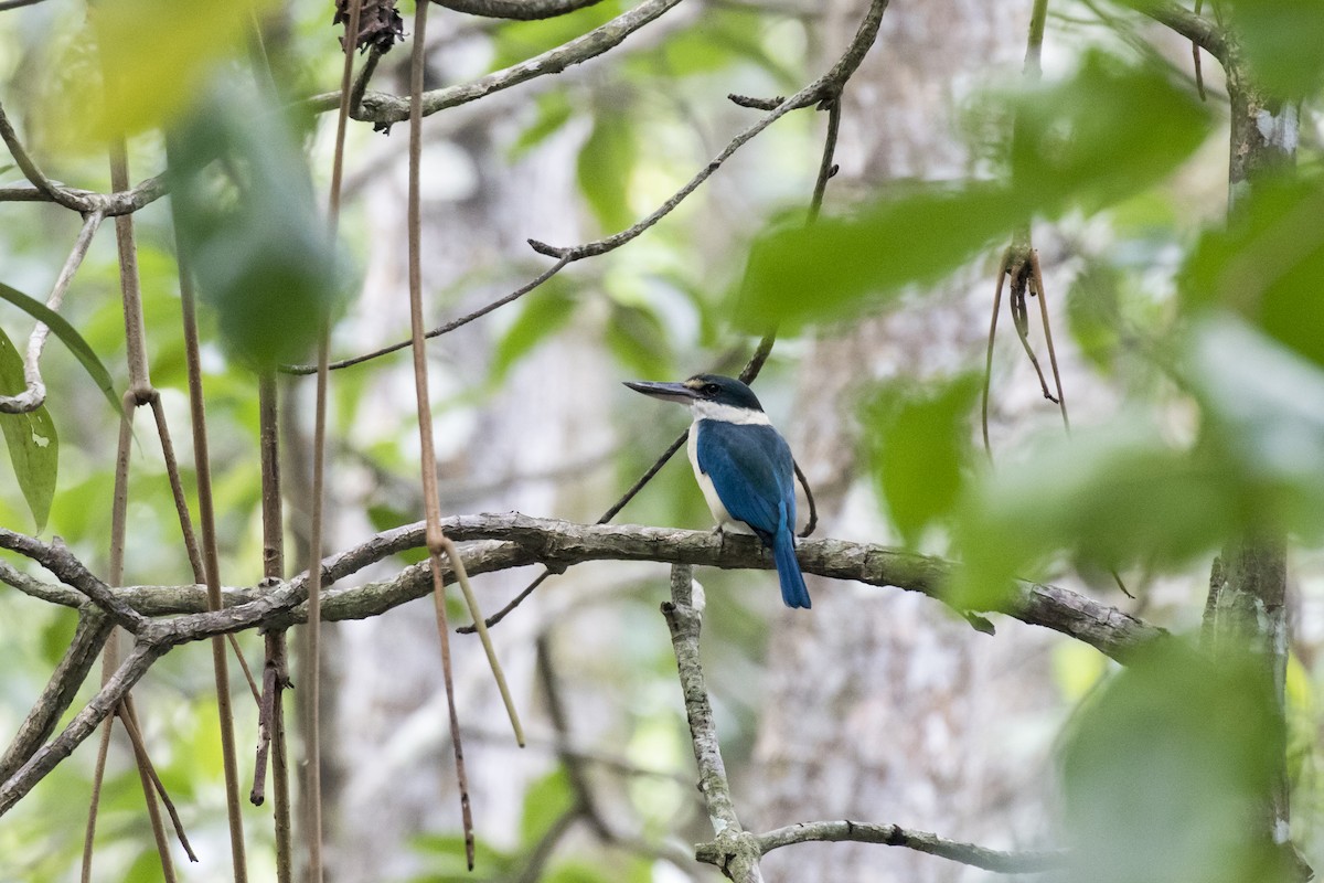 Collared Kingfisher - ML629122131