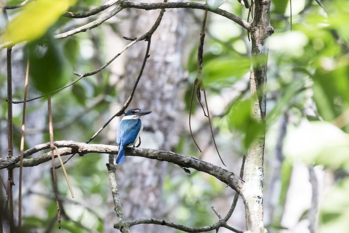 Collared Kingfisher - ML629122132