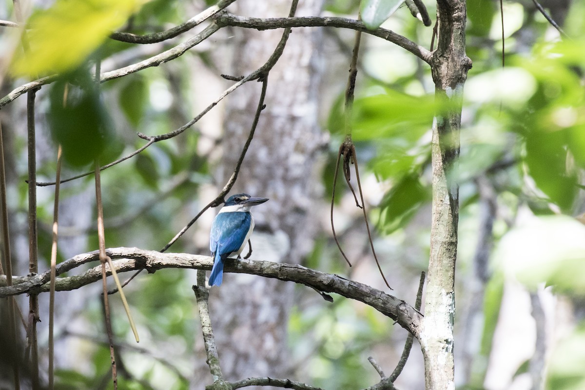 Collared Kingfisher - ML629122133