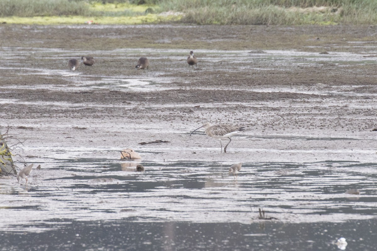 Eurasian Curlew - ML629122149