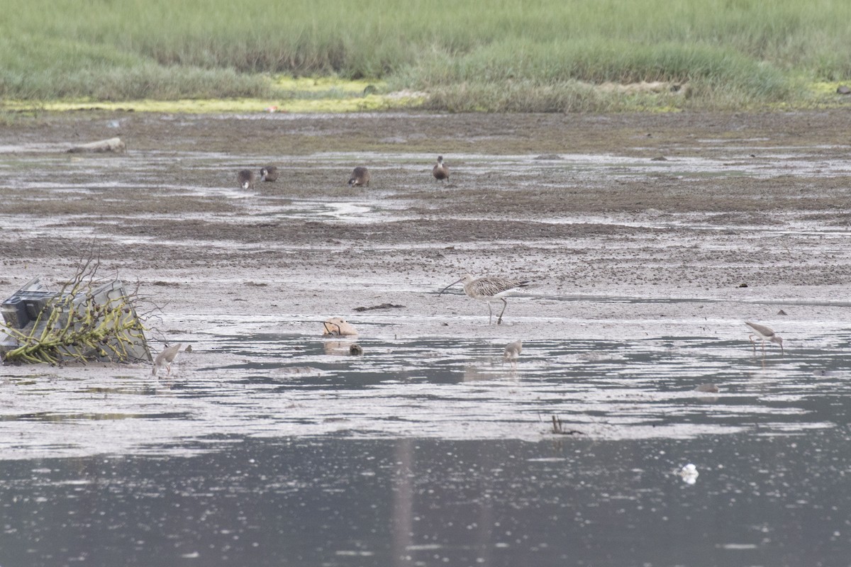 Eurasian Curlew - ML629122150