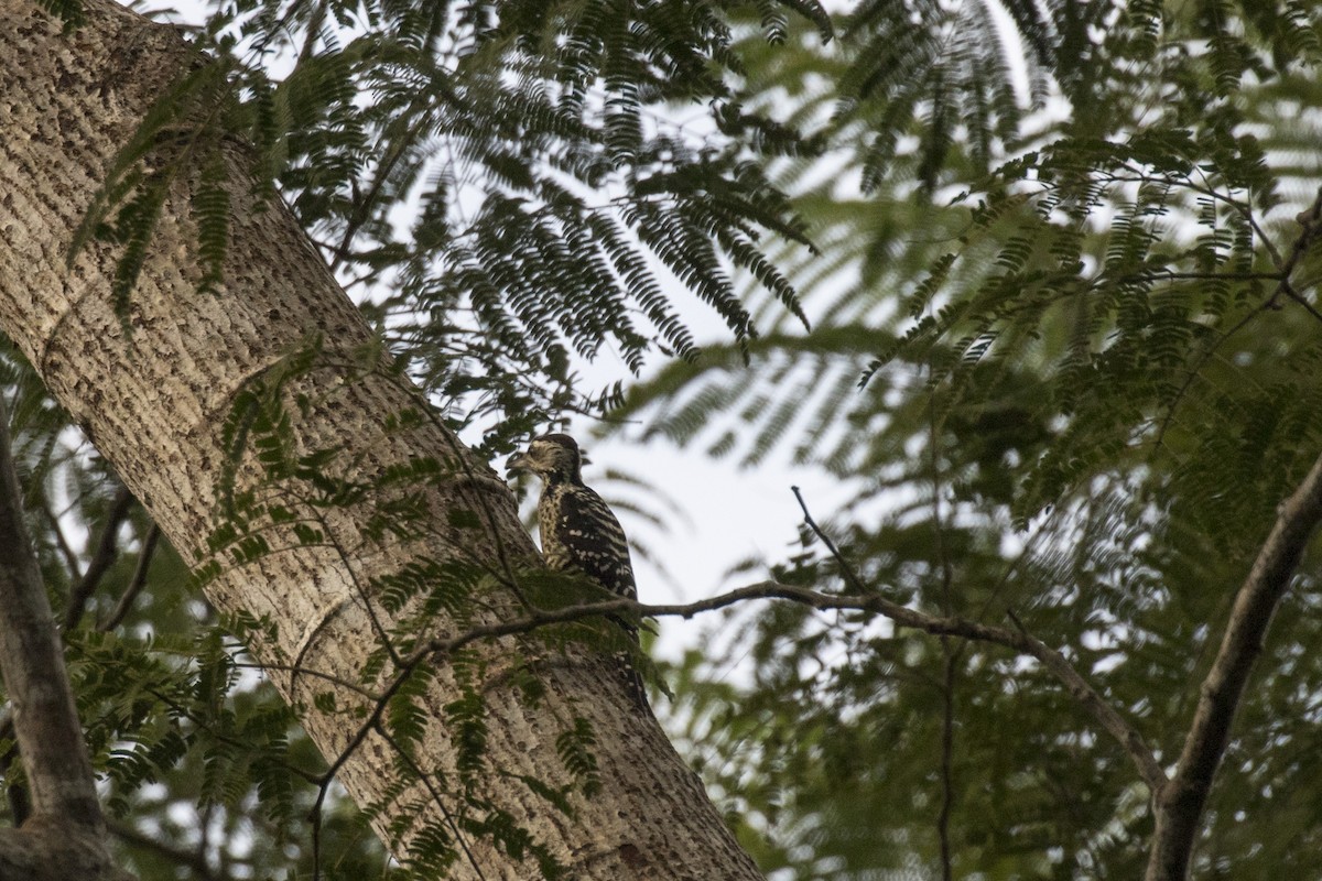 Freckle-breasted Woodpecker - ML629122162