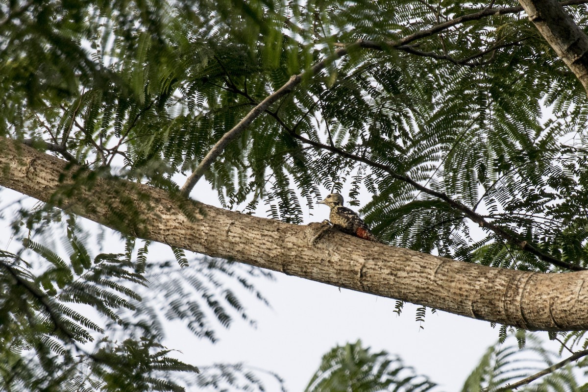 Freckle-breasted Woodpecker - ML629122163