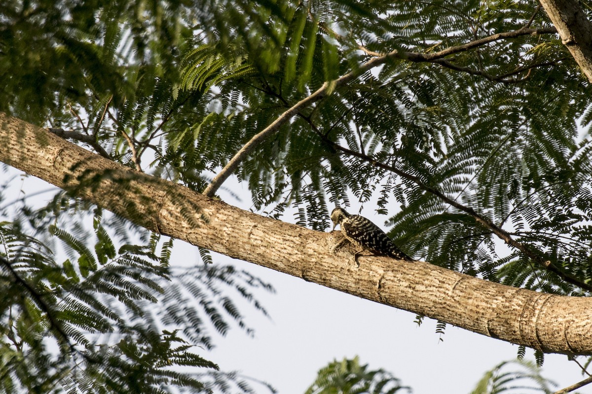 Freckle-breasted Woodpecker - ML629122164