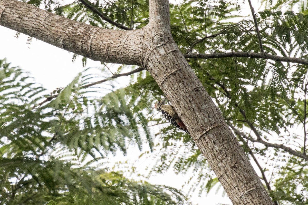 Freckle-breasted Woodpecker - ML629122165