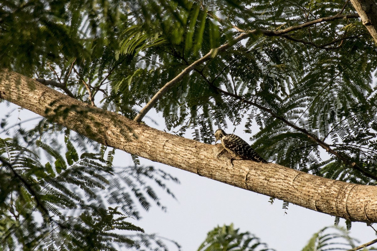 Freckle-breasted Woodpecker - ML629122166