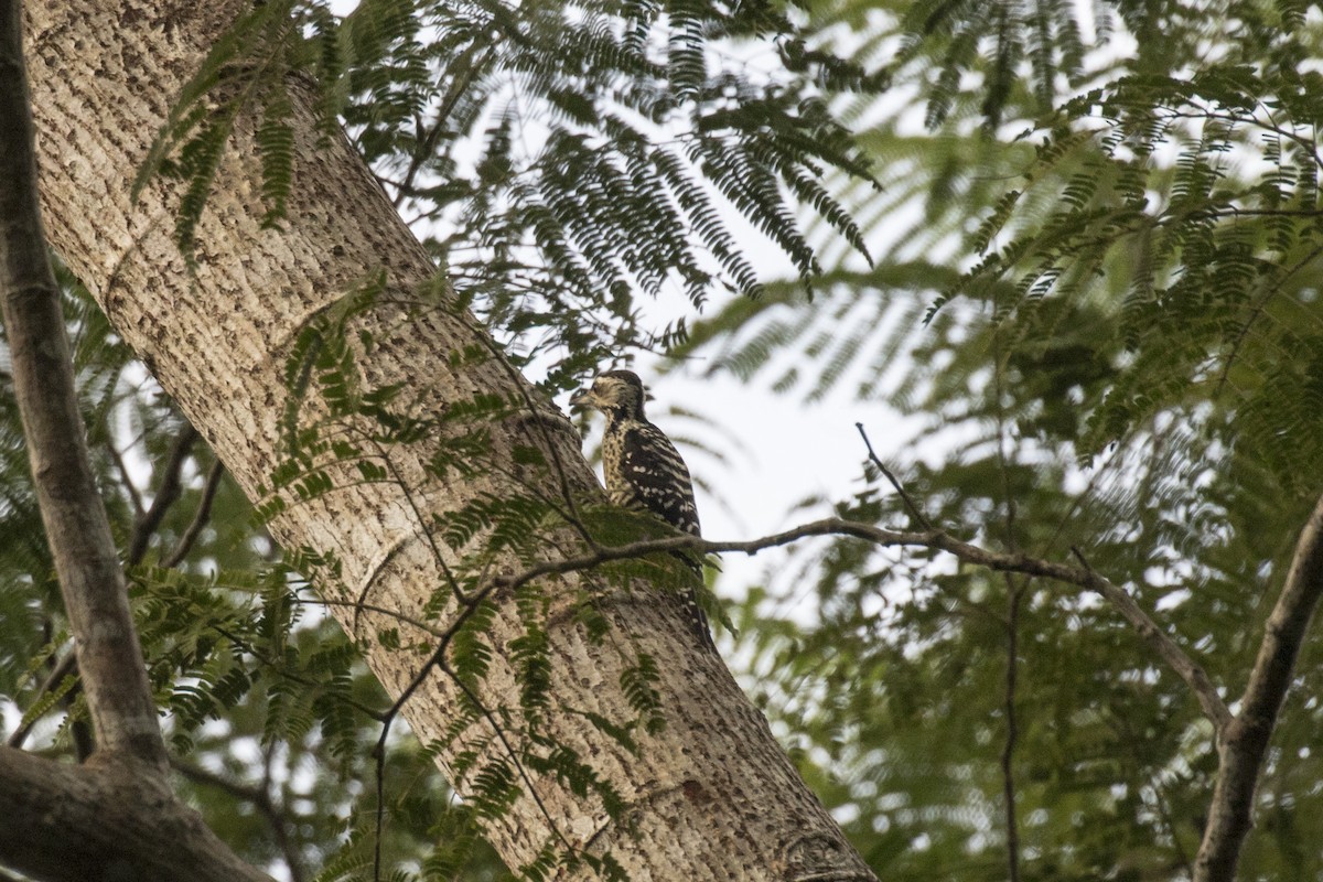 Freckle-breasted Woodpecker - ML629122167