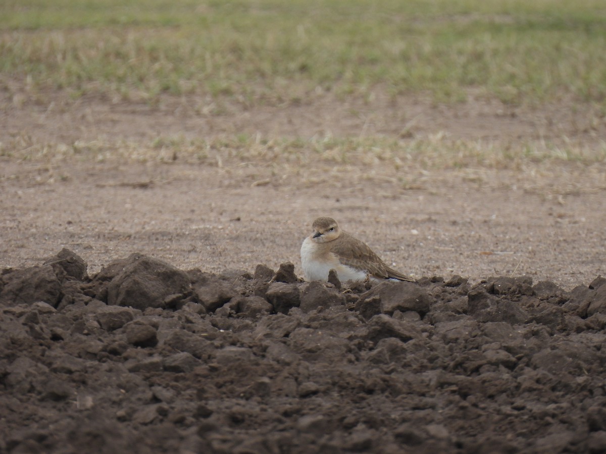 Mountain Plover - ML629122183
