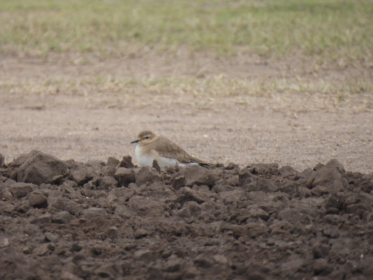 Mountain Plover - ML629122188