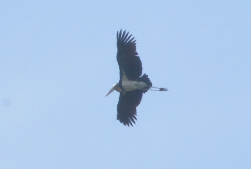 Lesser Adjutant - ML629122191