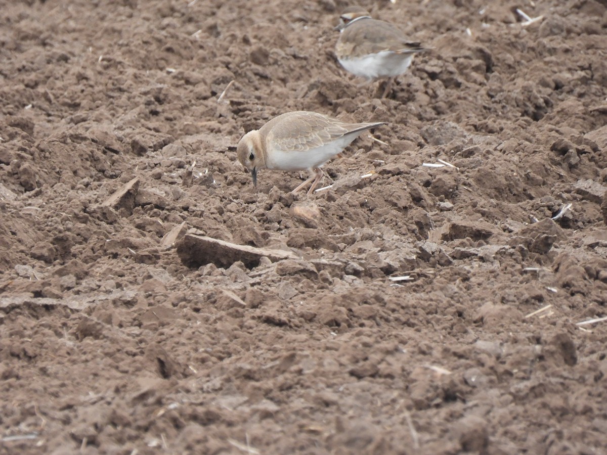 Mountain Plover - ML629122194