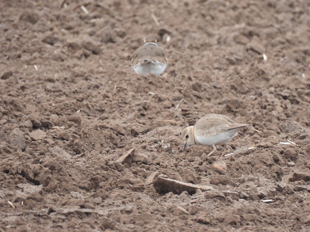 Mountain Plover - ML629122195