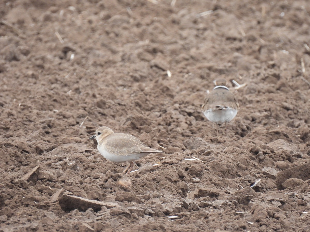 Mountain Plover - ML629122196