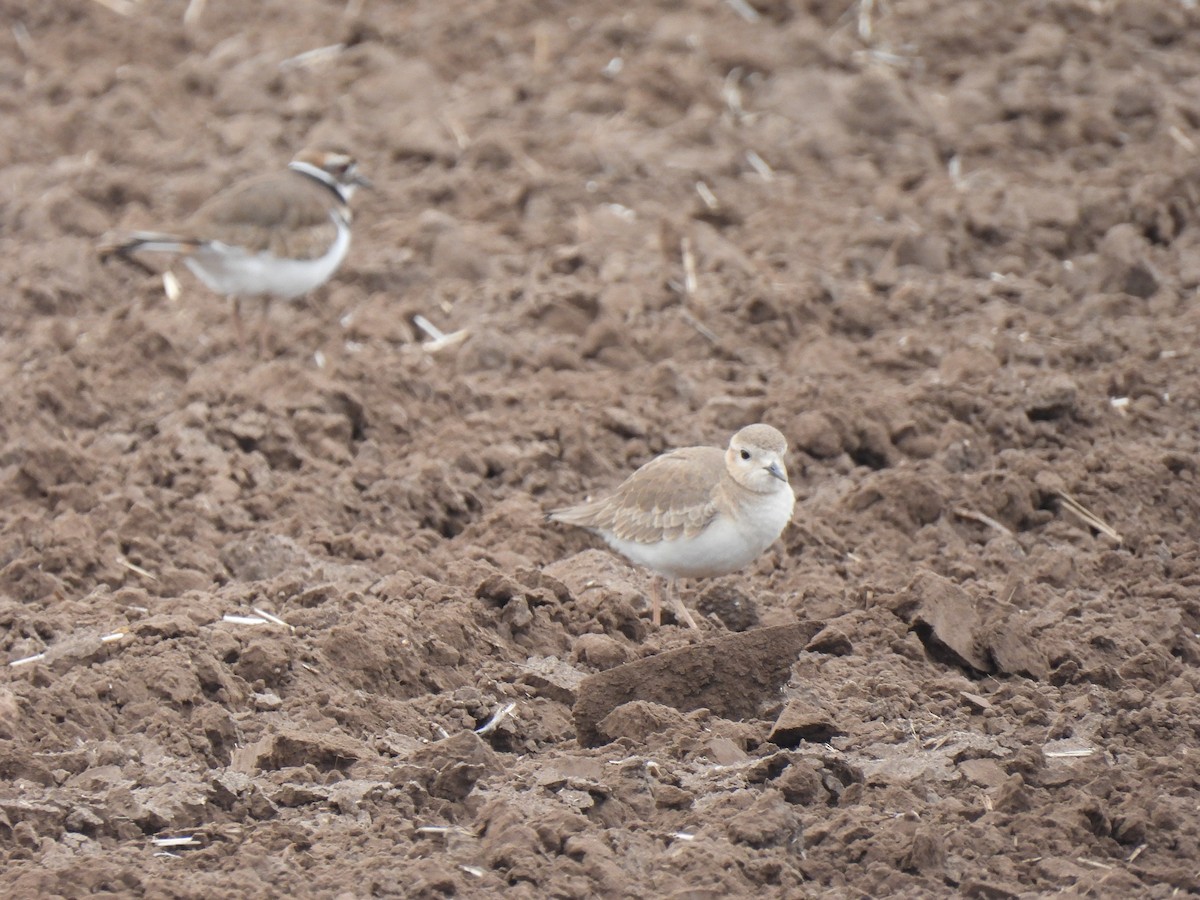 Mountain Plover - ML629122198