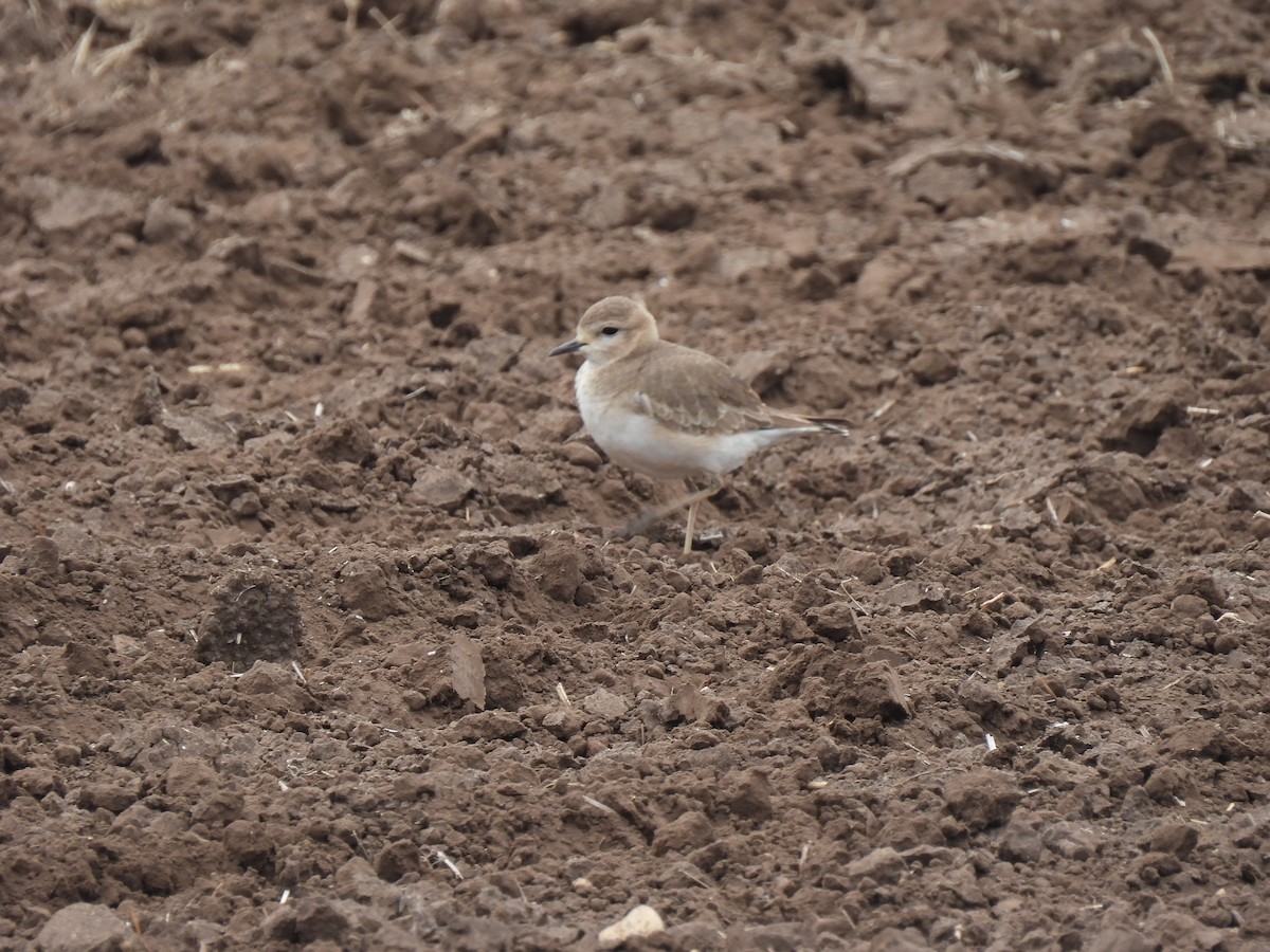 Mountain Plover - ML629122280