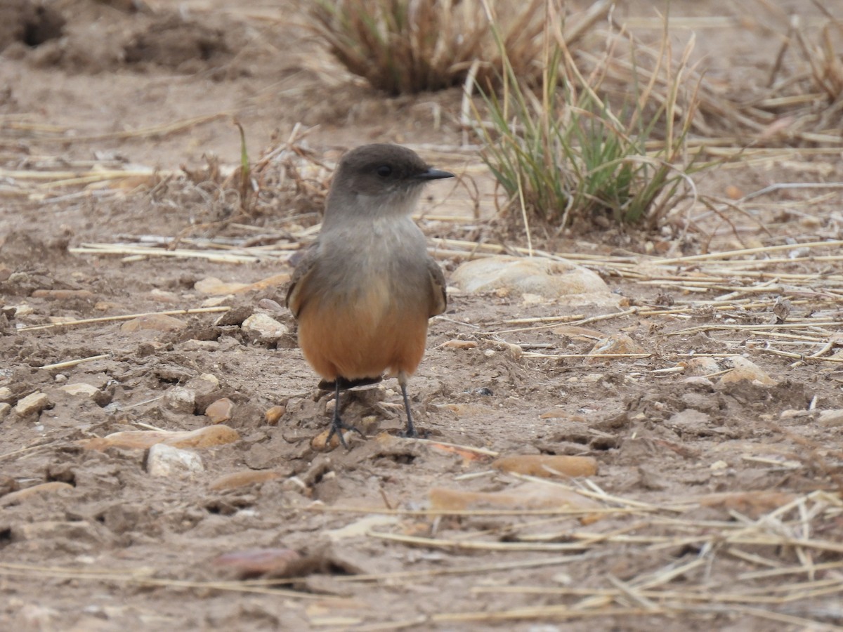 Say's Phoebe - ML629122293