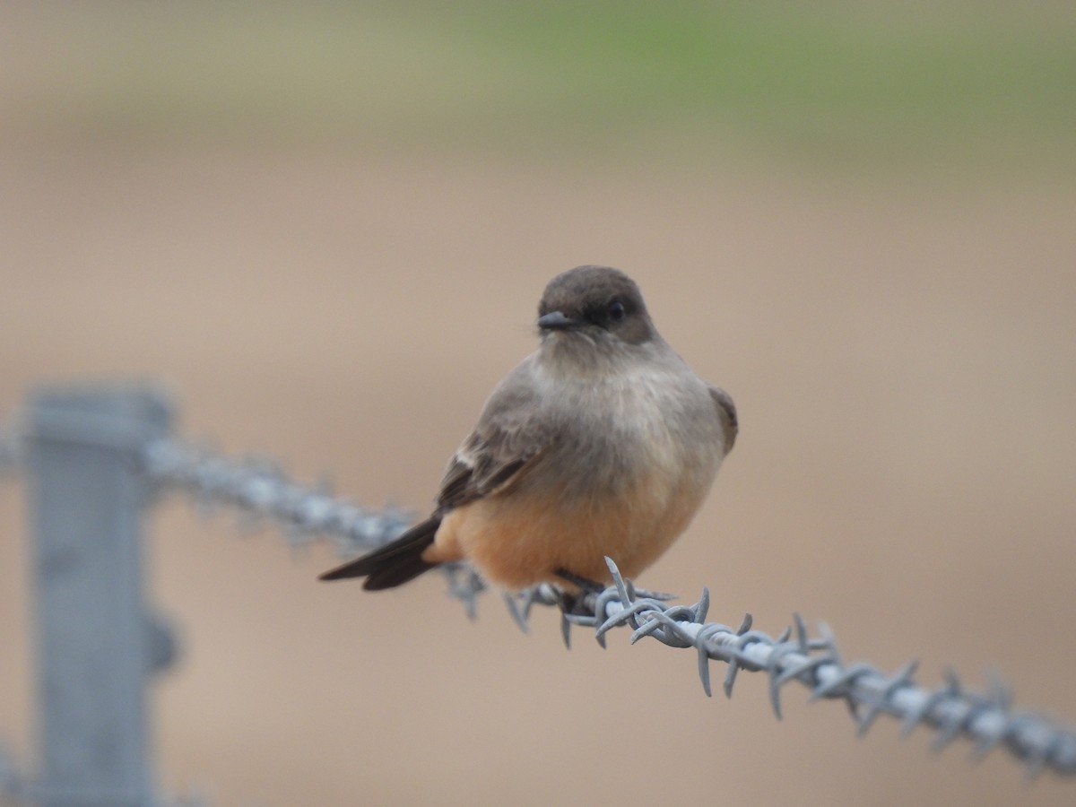 Say's Phoebe - ML629122317