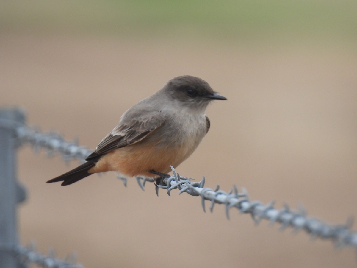 Say's Phoebe - ML629122318