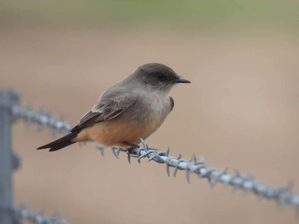 Say's Phoebe - ML629122323