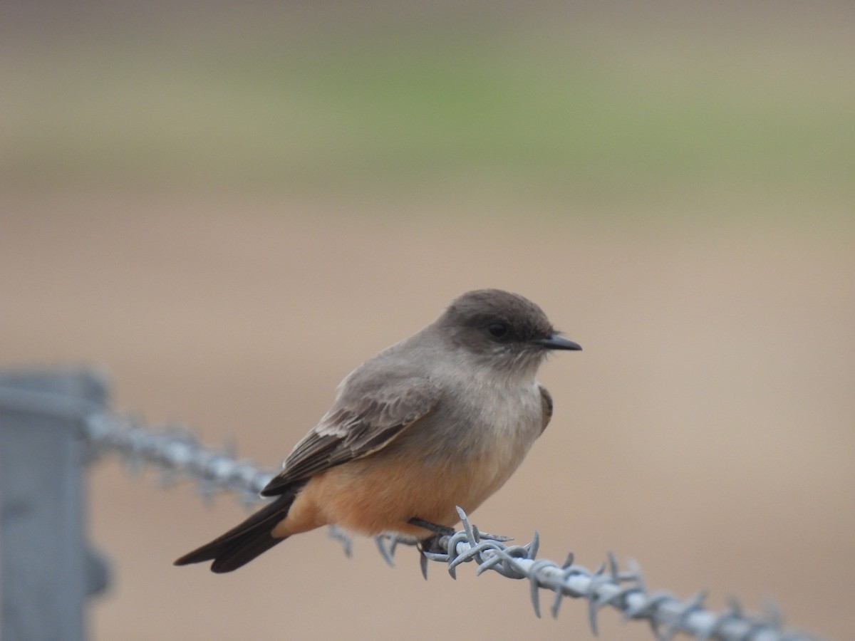 Say's Phoebe - ML629122324