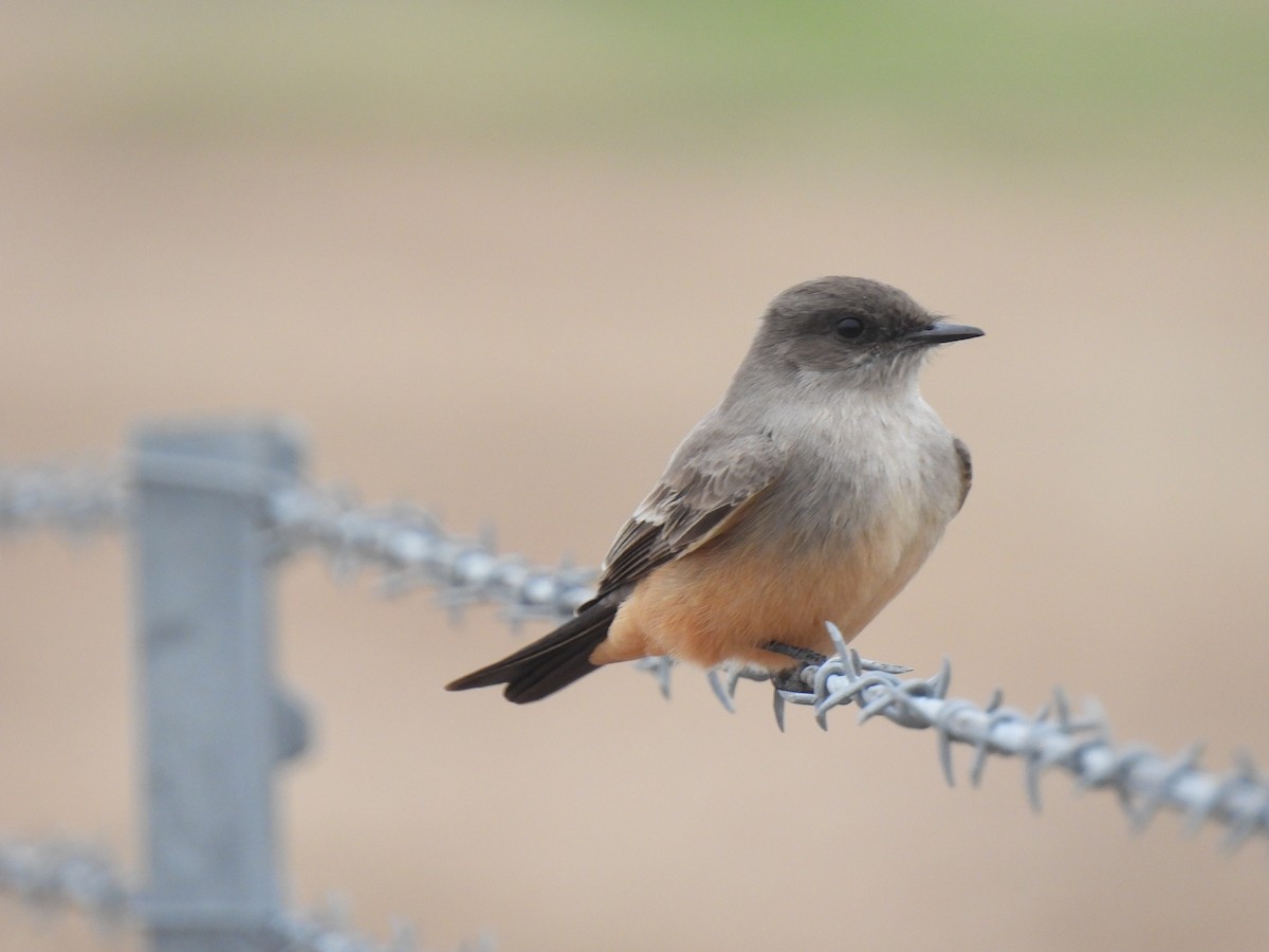Say's Phoebe - ML629122325
