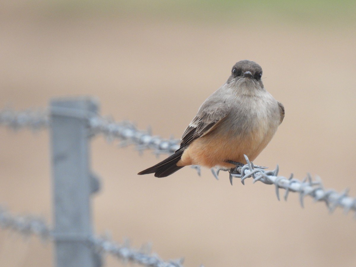 Say's Phoebe - ML629122326