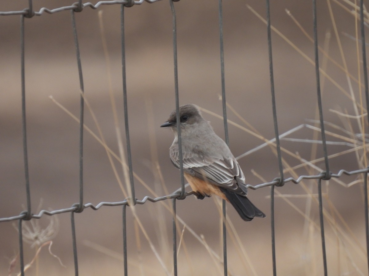 Say's Phoebe - ML629122327