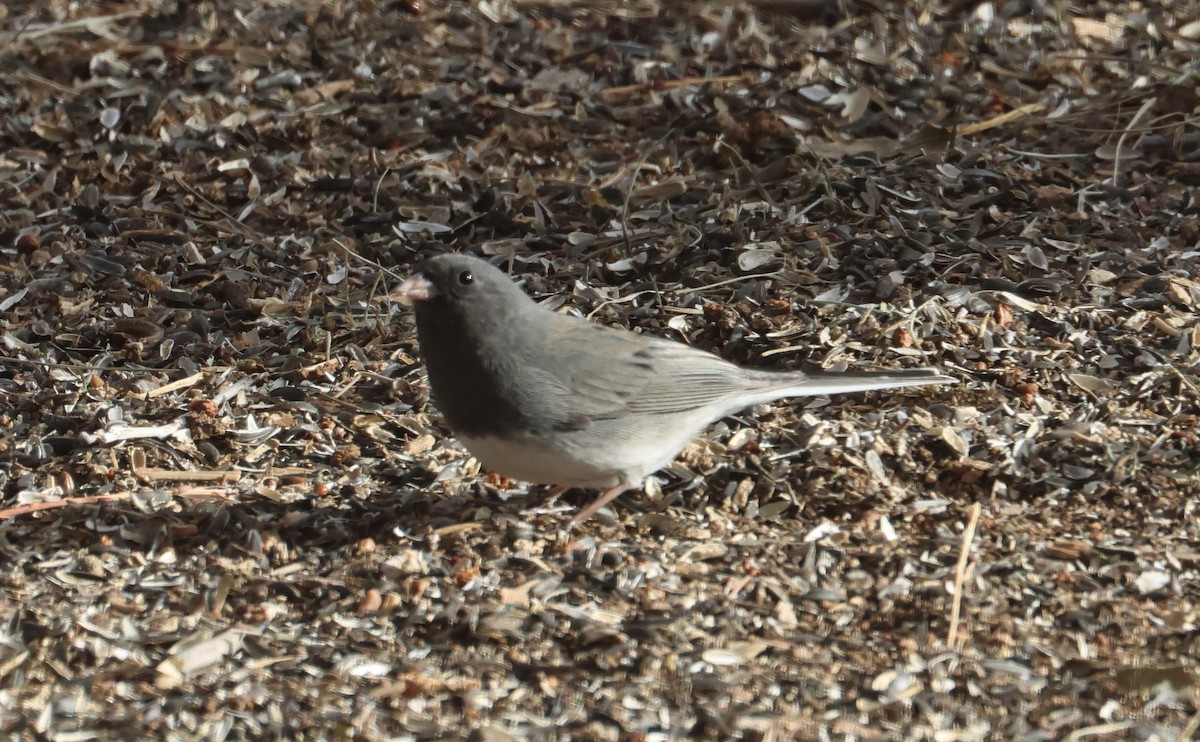 Dark-eyed Junco (Slate-colored) - ML629122335