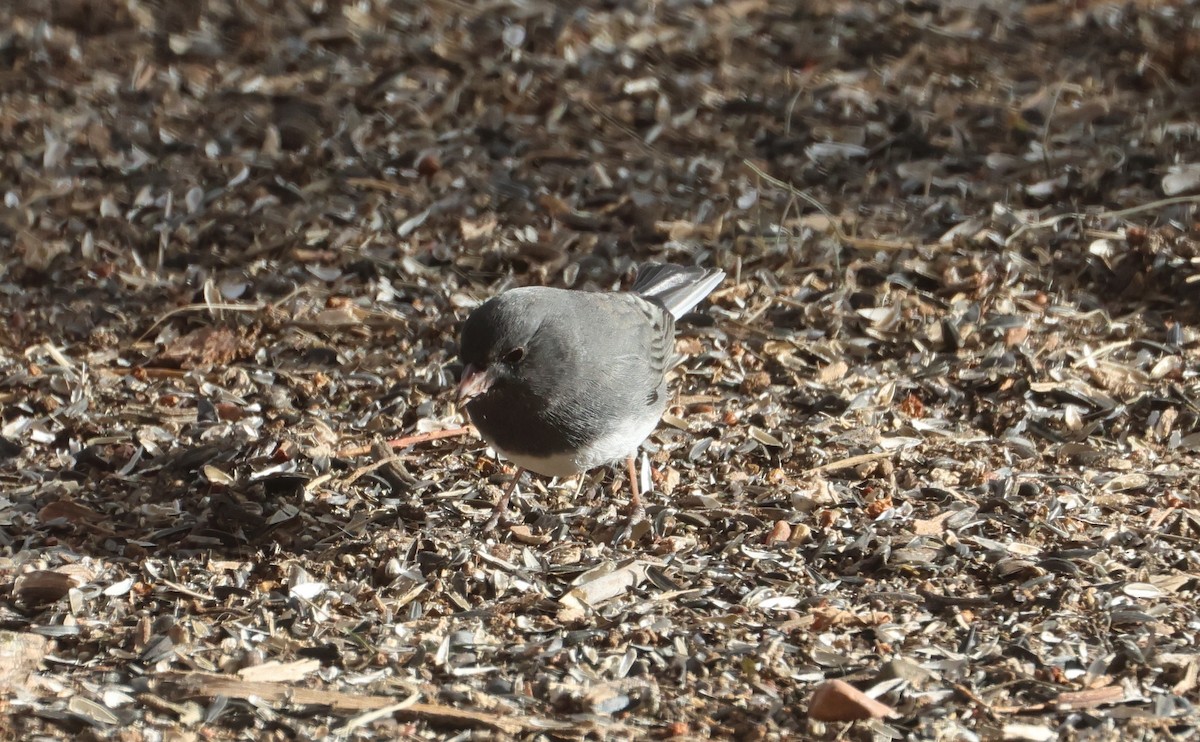 Dark-eyed Junco (Slate-colored) - ML629122336