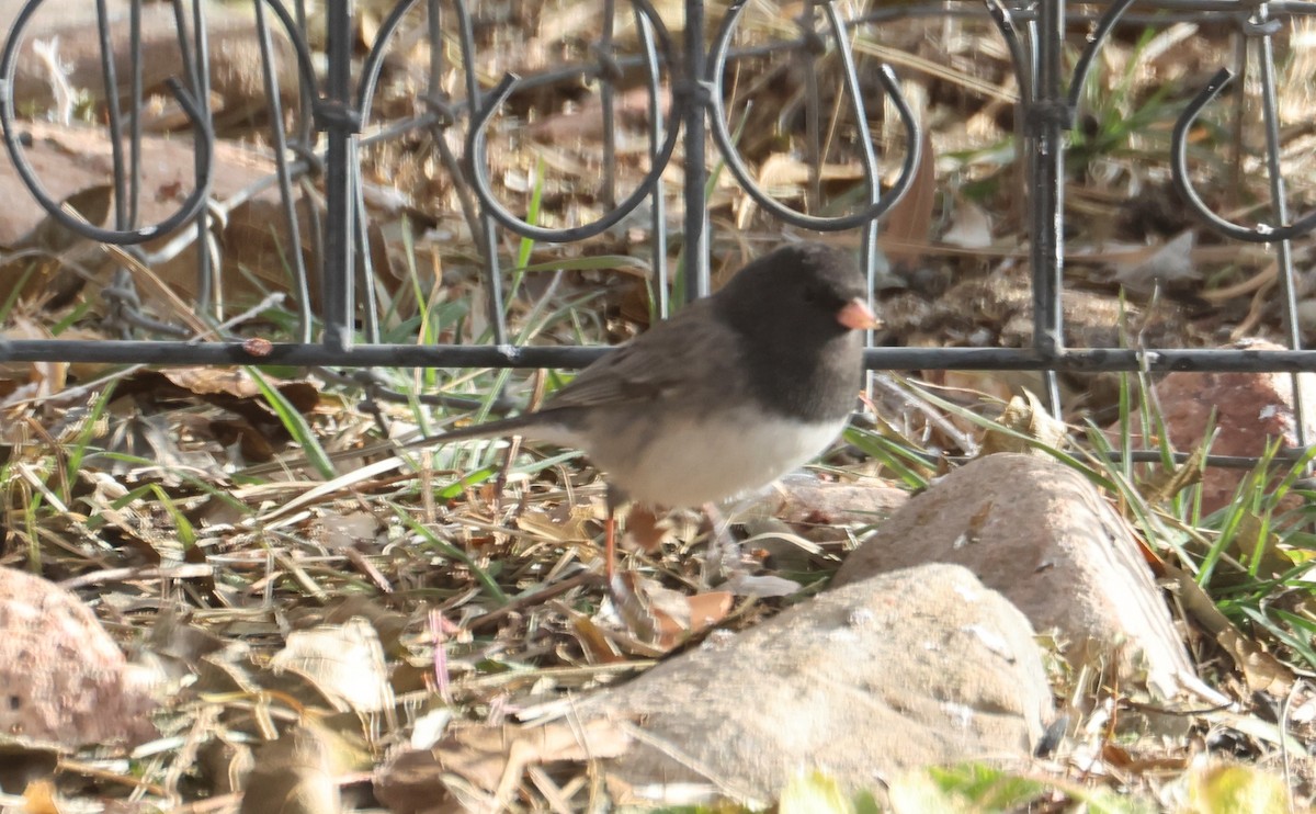 Dark-eyed Junco (cismontanus) - ML629122339