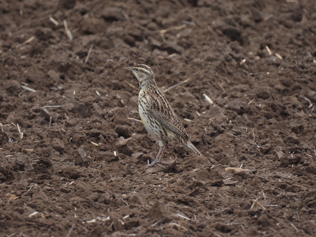 Western Meadowlark - ML629122358