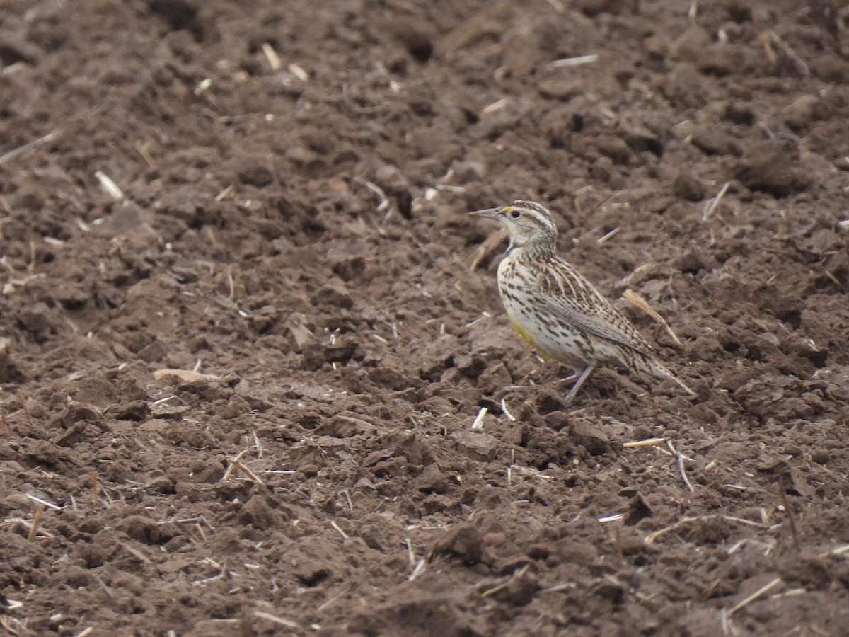 Western Meadowlark - ML629122368