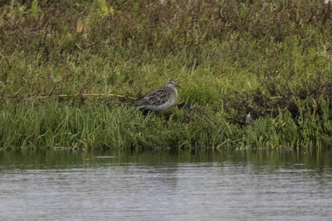 Spitzschwanz-Strandläufer - ML629122388