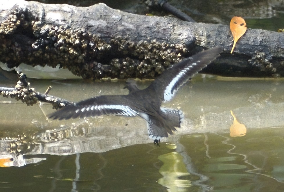 Common Sandpiper - ML629122432