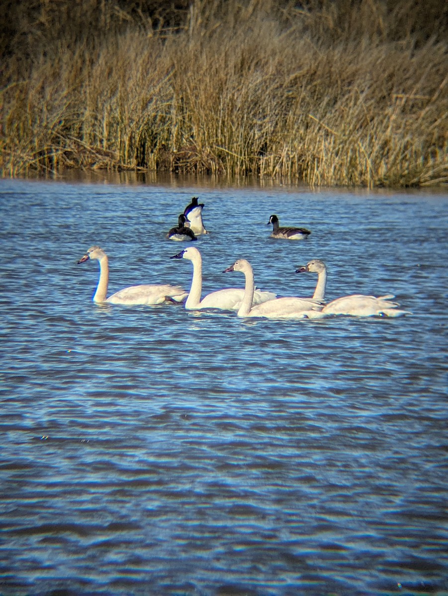 Tundra Swan - ML629122462