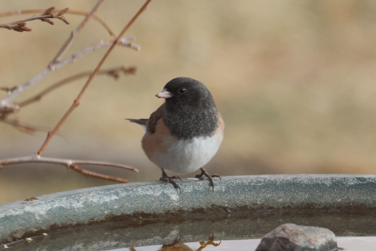 Dark-eyed Junco (Oregon) - ML629122475