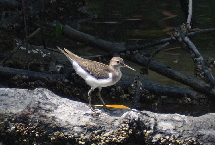 Common Sandpiper - ML629122568