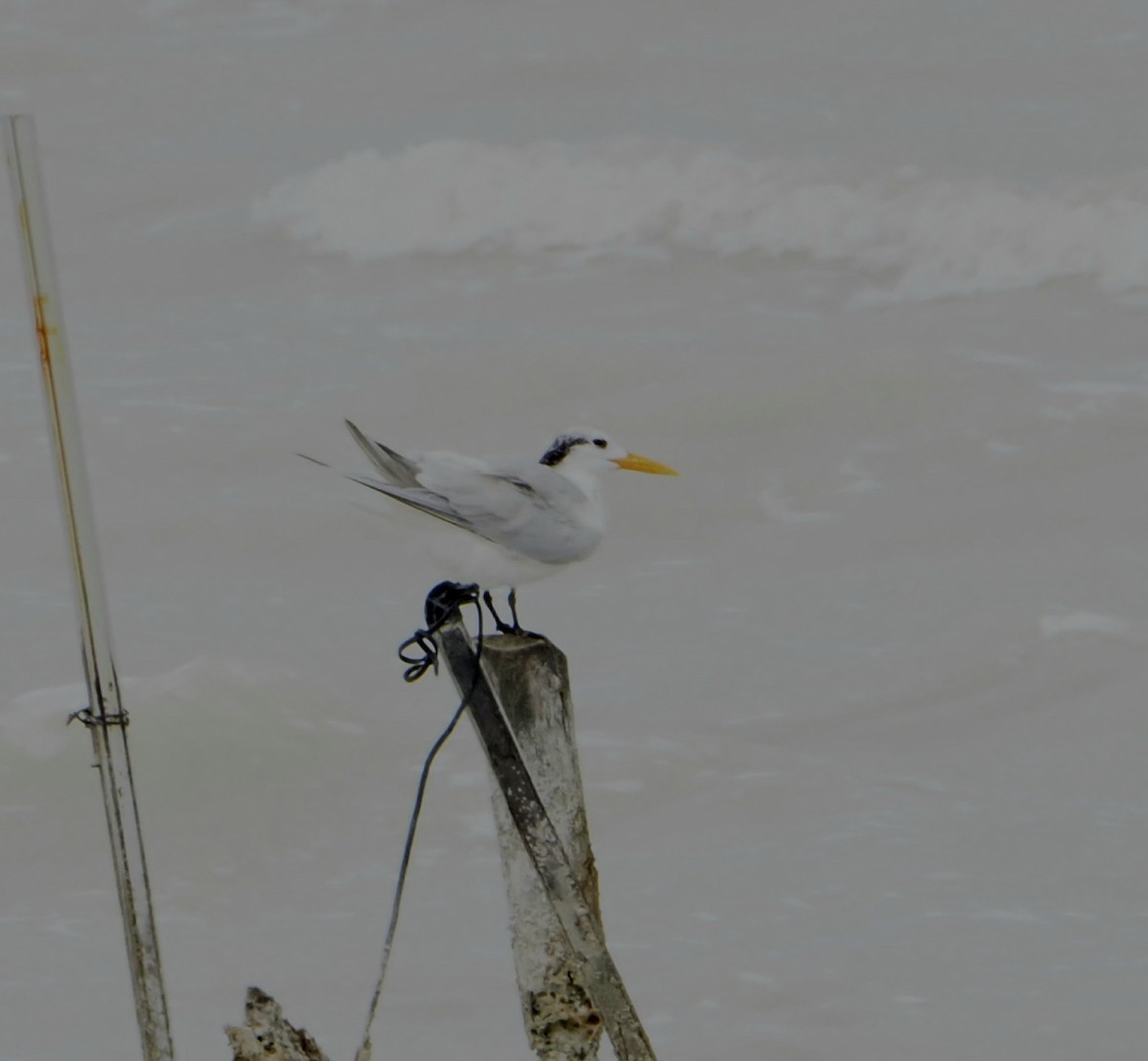 Royal Tern - ML629122648