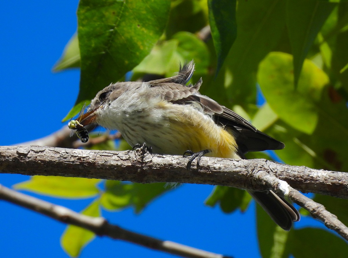 Vermilion Flycatcher - ML629122706