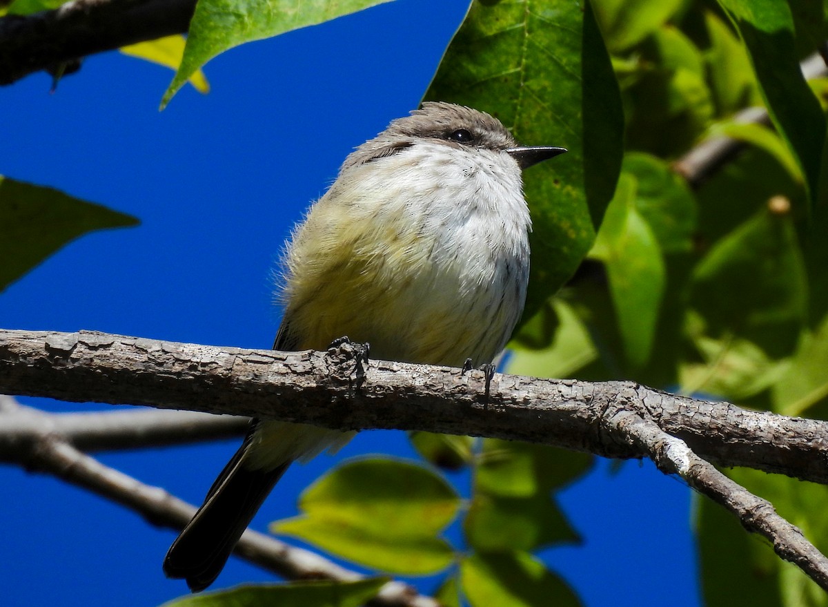 Vermilion Flycatcher - ML629122707