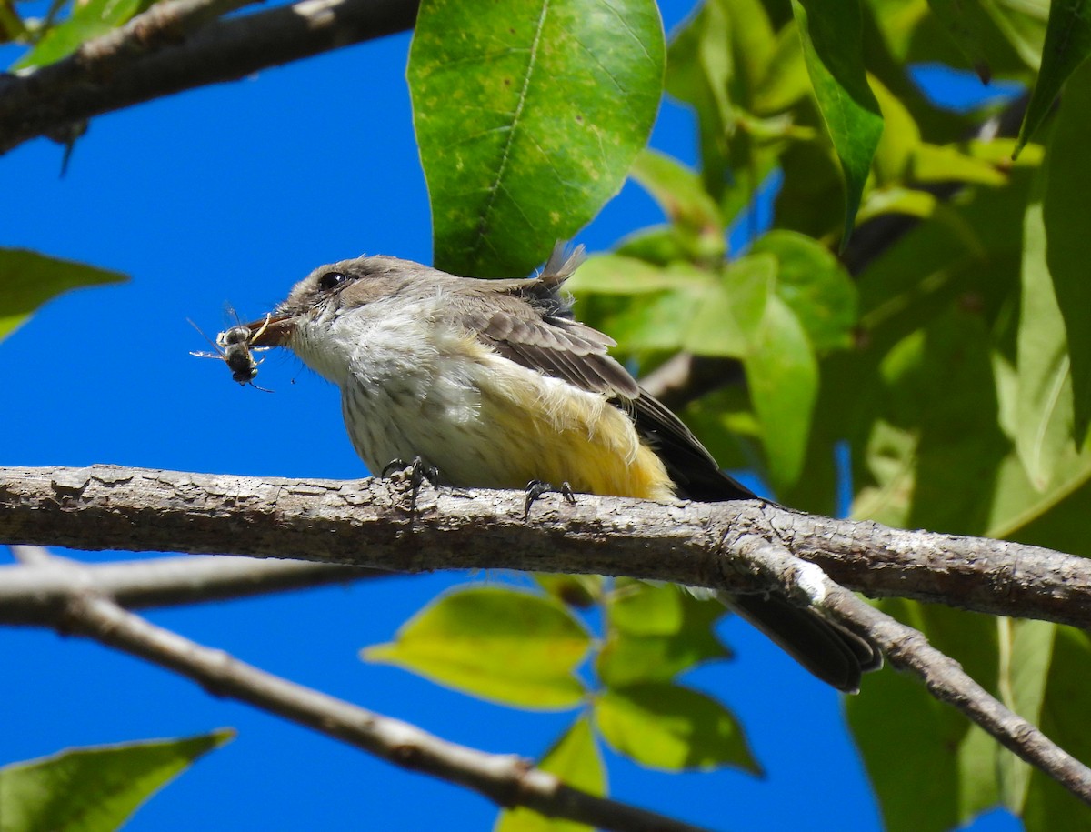 Vermilion Flycatcher - ML629122708