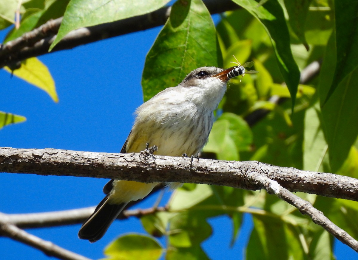 Vermilion Flycatcher - ML629122709