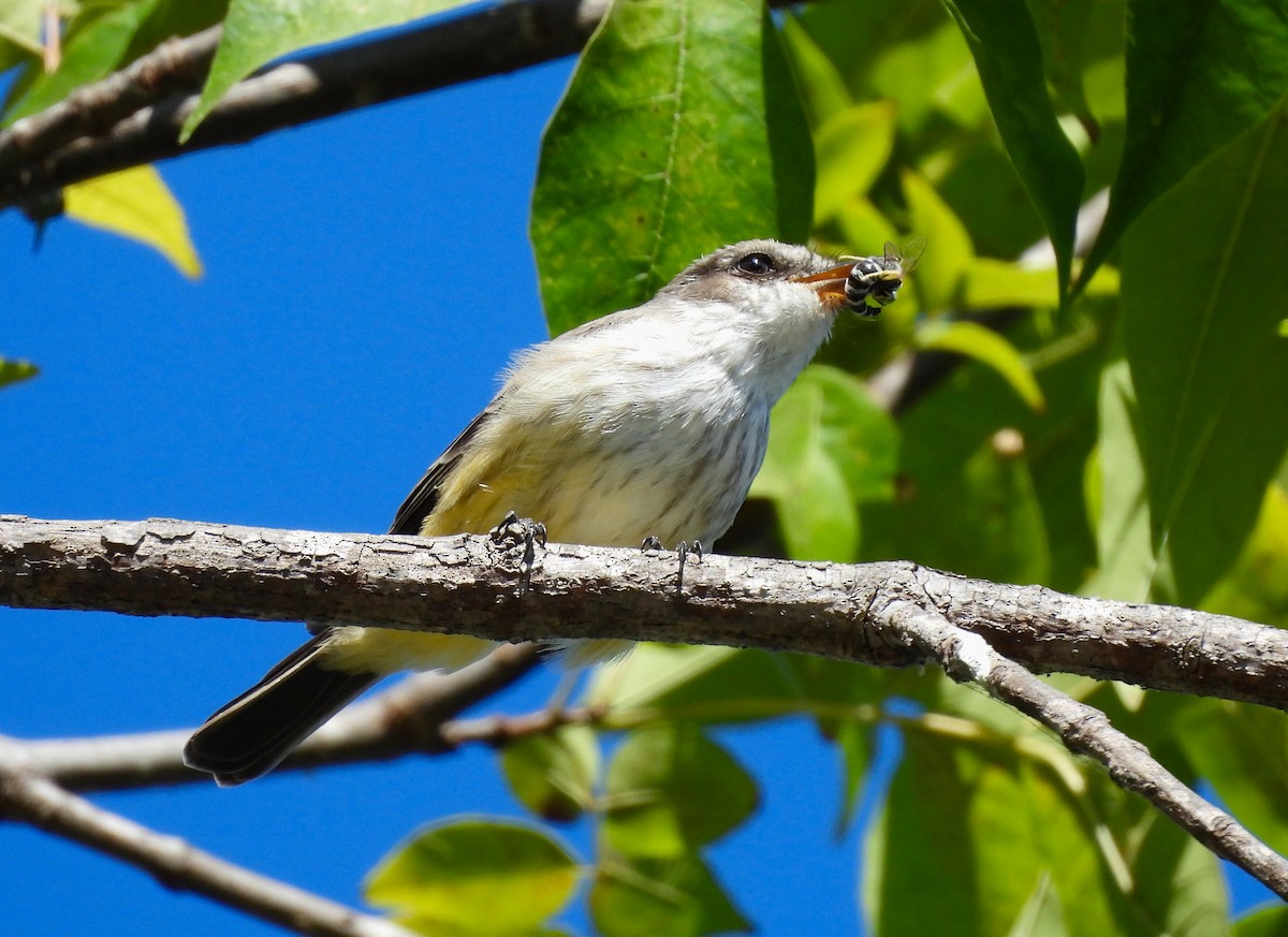 Vermilion Flycatcher - ML629122710