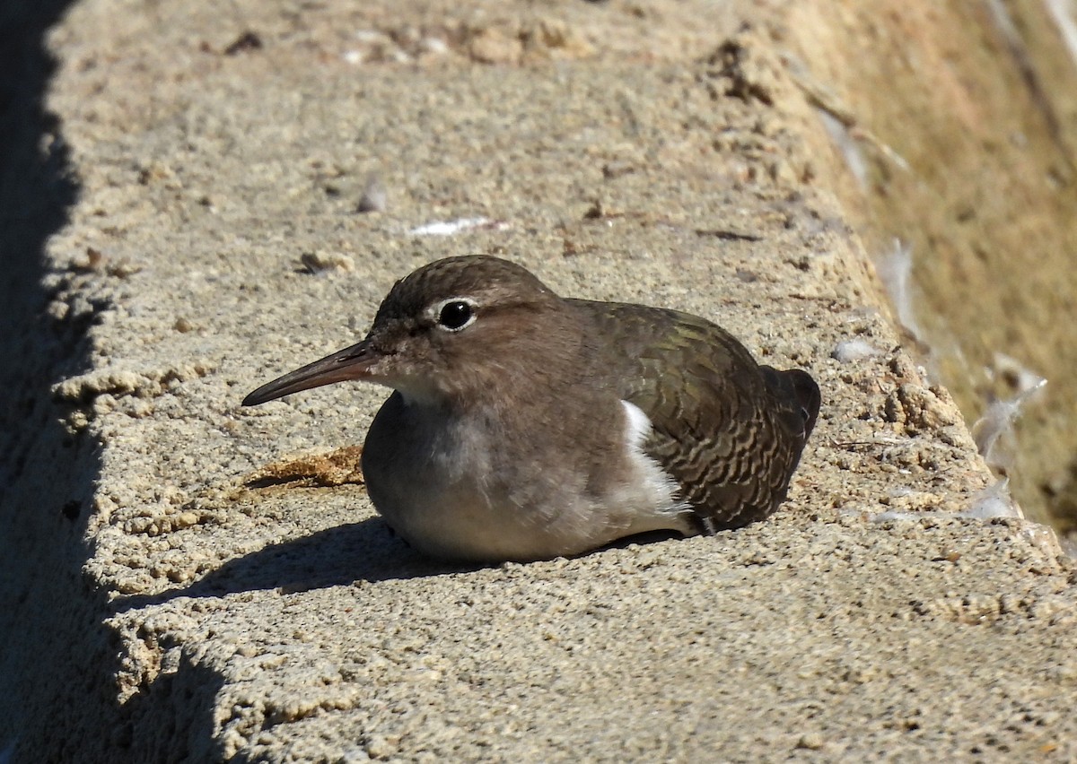 Spotted Sandpiper - ML629122736