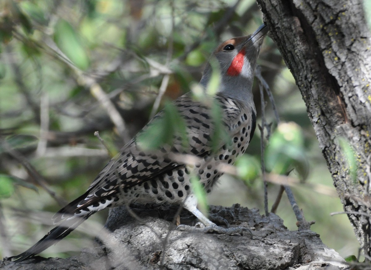 Northern Flicker - ML629122819