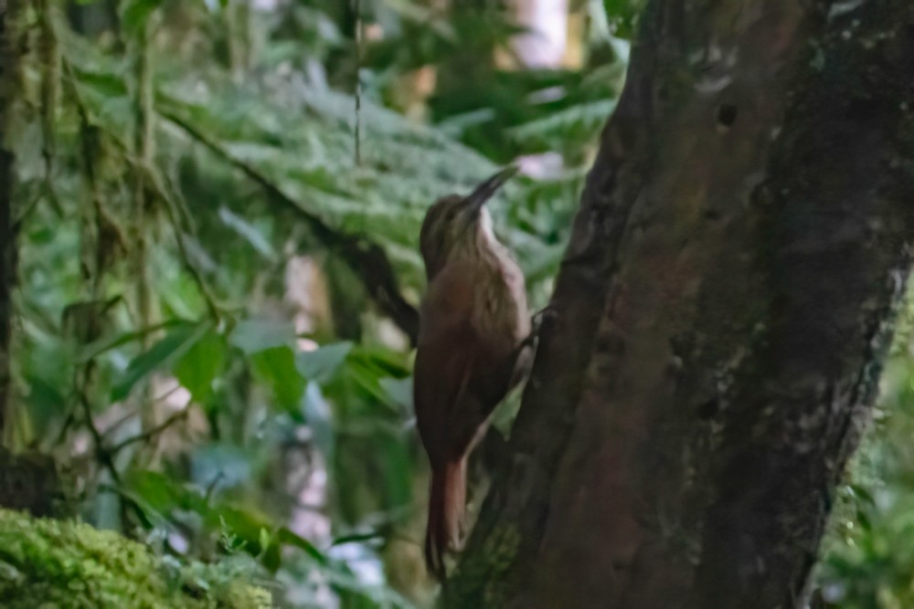 Strong-billed Woodcreeper - ML629122859