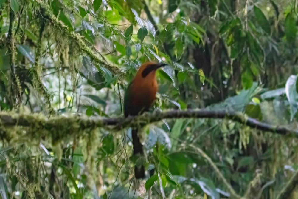 Rufous Motmot - ML629122877