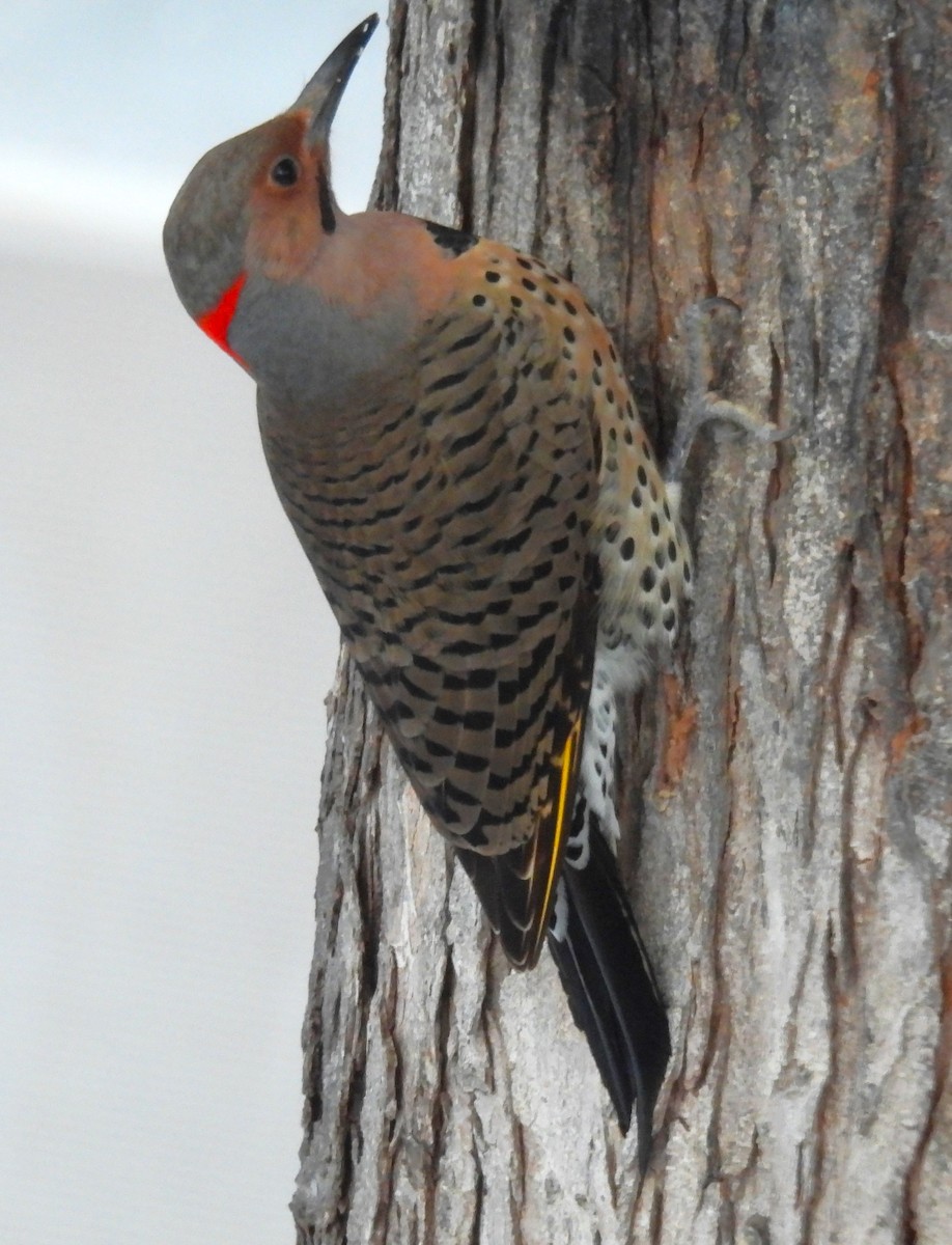 Northern Flicker - ML629122879